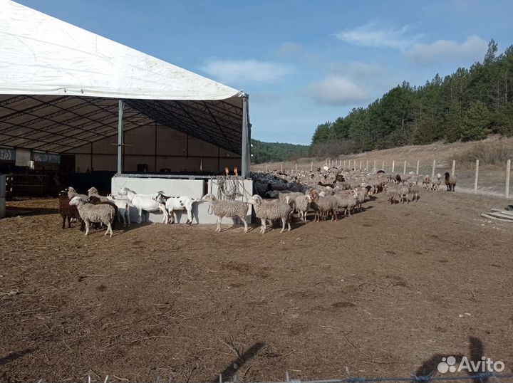 Бараны, ягнята, овцы, ярочки