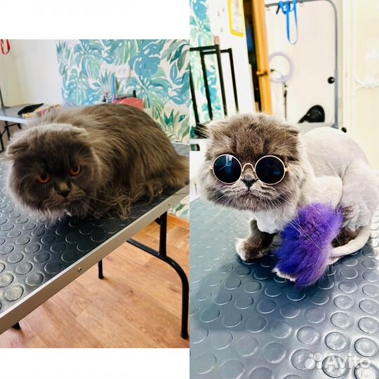 Стрижка Кошек и Собак