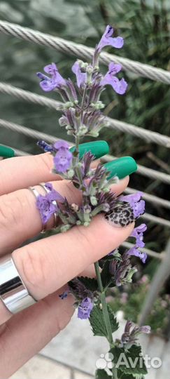 Маникюр / Наращивание ногтей / Депиляция воском