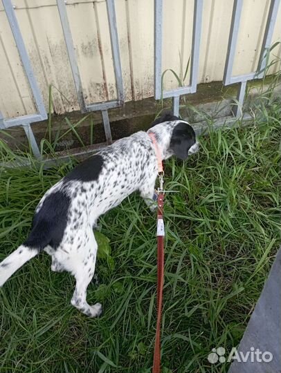 Щенок срооочно