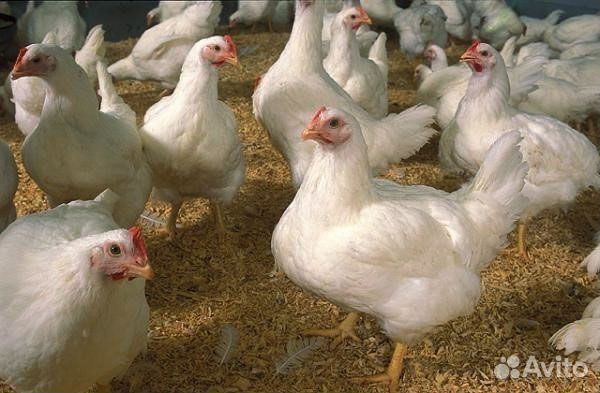 Домашние куры бройлеры тушки