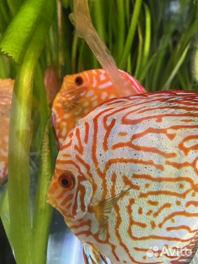 Дискусы, стурисомы