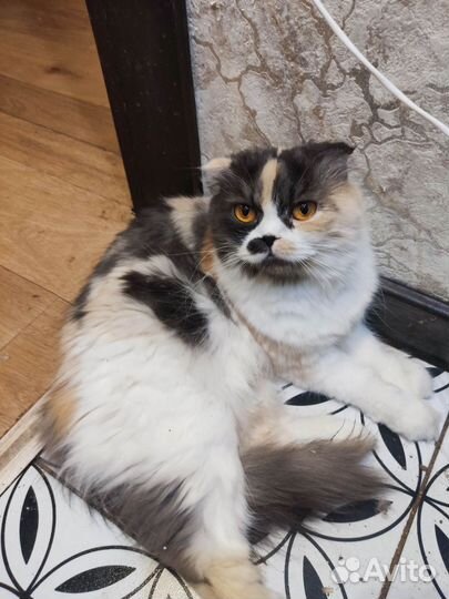 Шотландская вислоухая кошечка