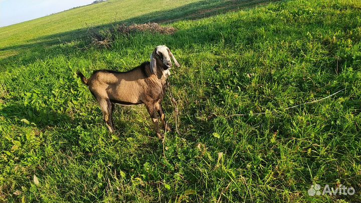 Англо-нубийский козёл на вязку