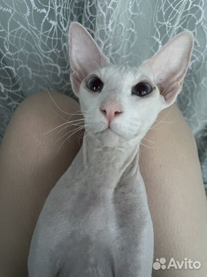 Сфинкс Петерболд,вязка