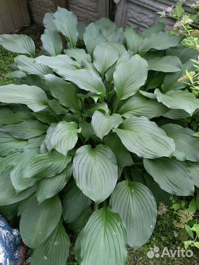 Хоста растение