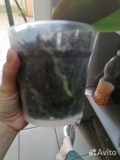 Орхидея Пинк Джессика