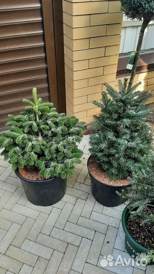 Ель пендула, пихта, кипарисовики, сосны на штамбе