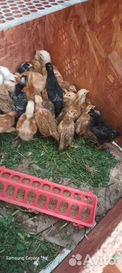 Цыплята бройлеры, доминант, Кучинская юбилейная