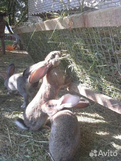 Кролики фландеры