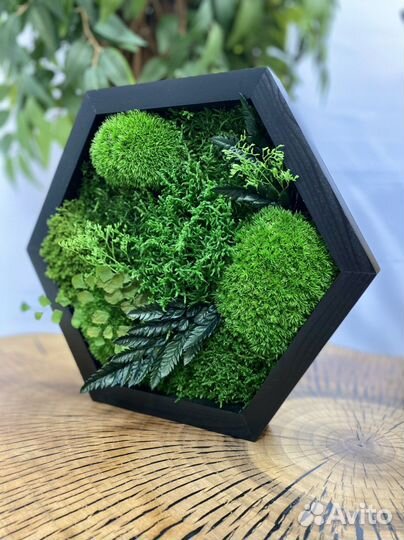 Стабилизированный Мох.Озеленение. Фитостена