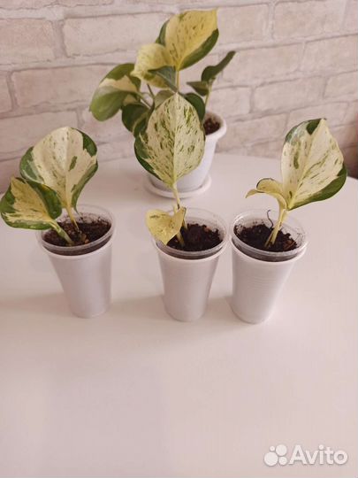 Эпипремнум, сциндапсус