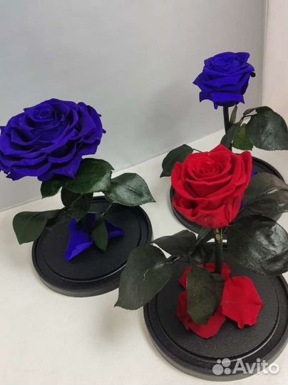 Роза в колбе