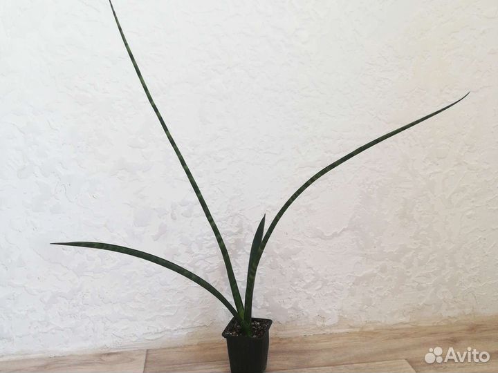 Сансевиерия цилиндрика