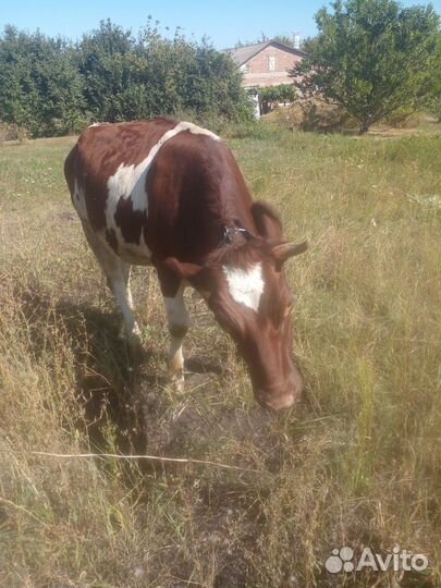 Тёлочка 1.3года