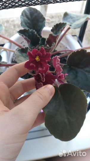 Листики фиалки для укоренения