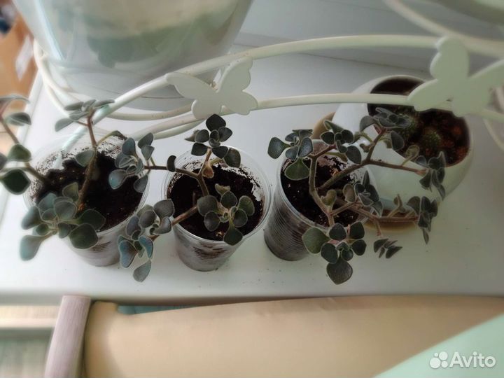 Аихрезон дерево любви