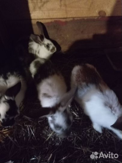 Кролики мясных пород