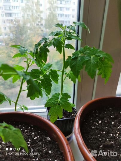 Рассада помидор черри (балконный)