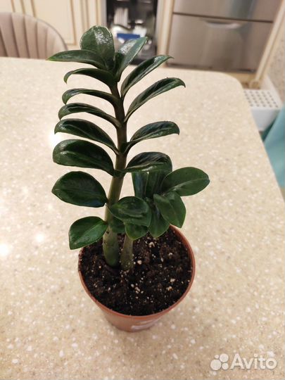 Карликовый замиокулькас Жук