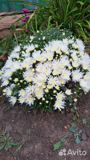 Хризантемы мультифлоры