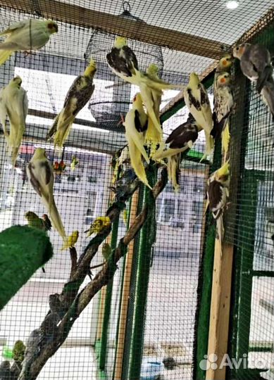 Попугай корелла