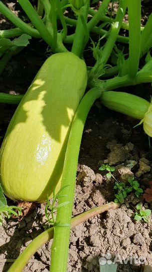Кабачки домашнии