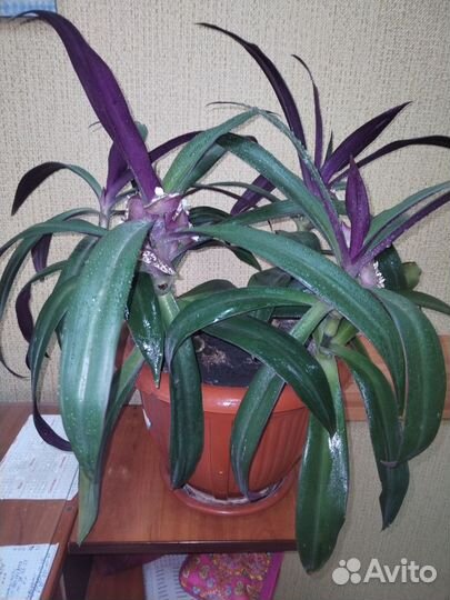 Традесканция Рэо(Ладья Моисея)