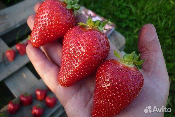 Усики Клубника-земляника Альба