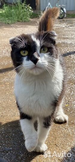 Вислоухий Вилли