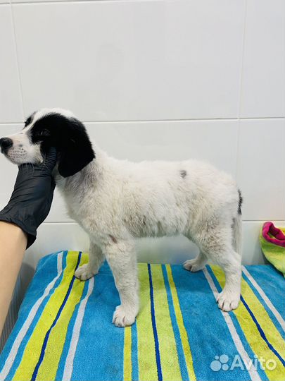 Щенок девочка метис