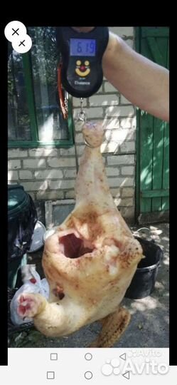 Корм для бройлеров