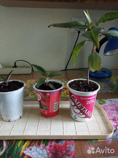 Каланхоэ лечебное