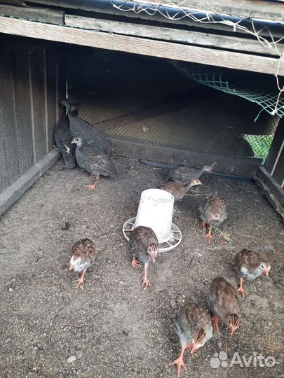 Цыплята цесарки