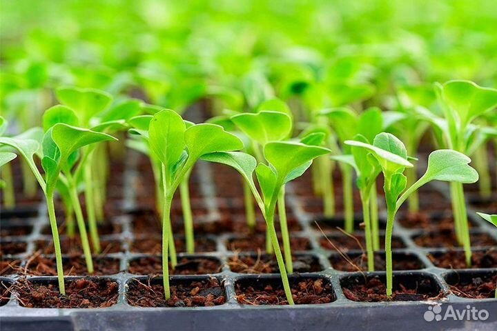 Пластиковые кассеты для рассады./1шт