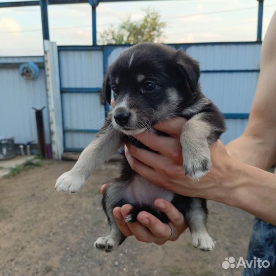 Отдам в добрые руки щенят