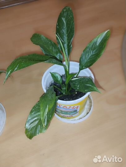 Спатифиллум