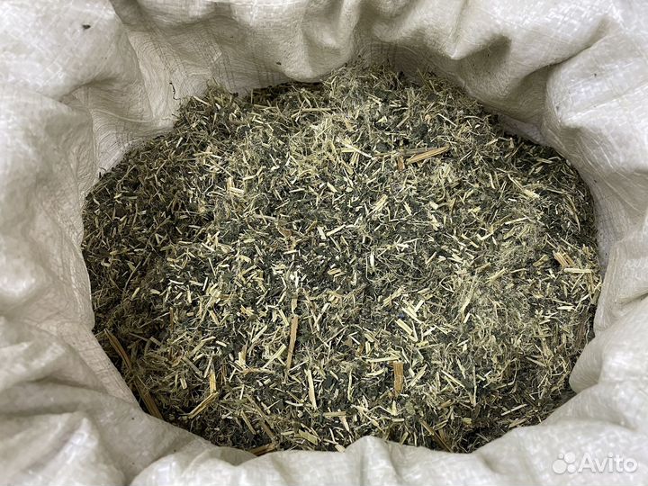 Крапива двудомная