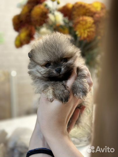 Шпиц померанский