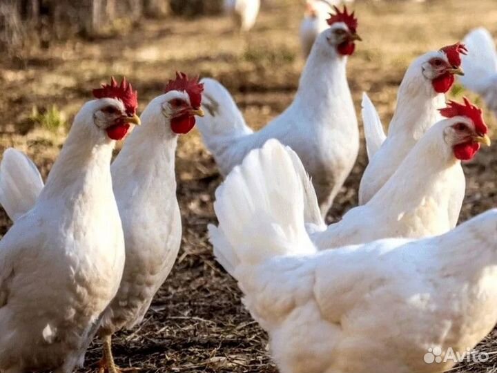 Куры несушки яичной породы