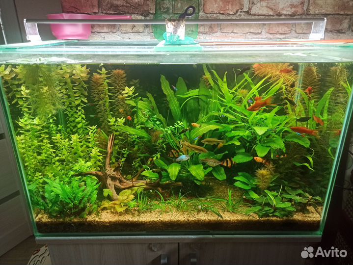 Аквариумные растения в наличии