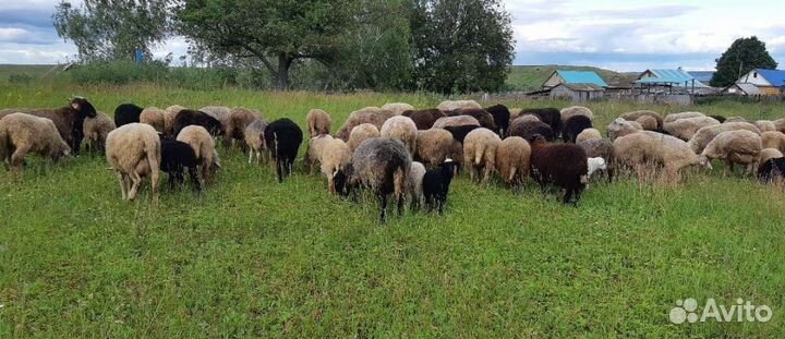 Ярки на племя