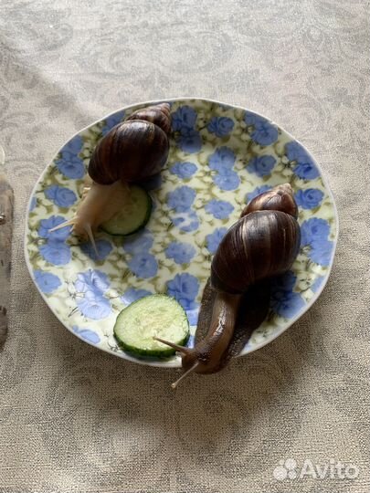 Улитки ахатины бесплатно