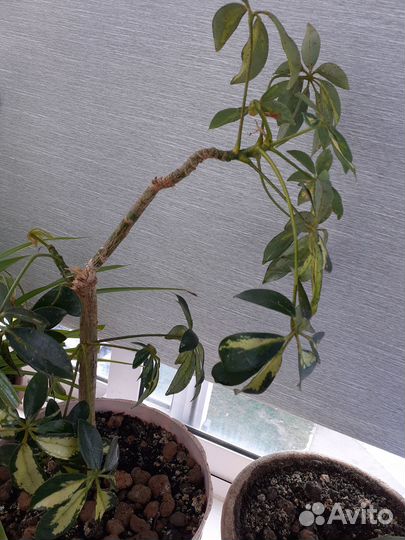 Продам цветы комнатные