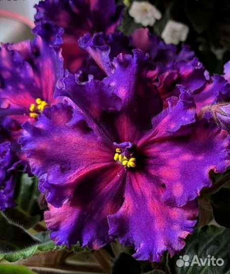 Сортовые фиалки