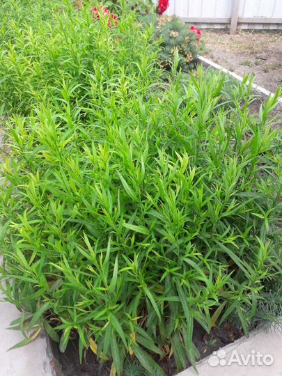 Саженцы астры многолетней (сентябринки)