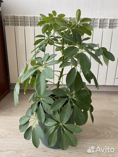 Шефлера в горшке