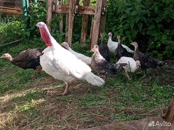 Индюки домашние