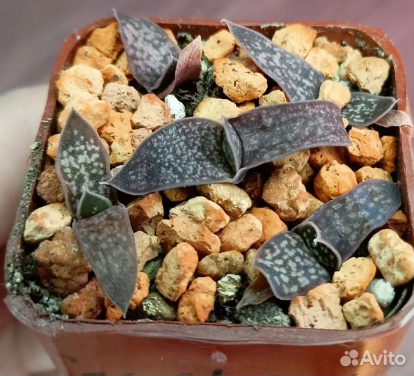 Суккуленты разные