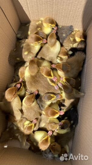 Красный бык индоутки